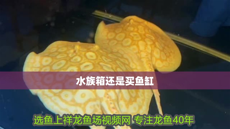 水族箱還是買魚缸