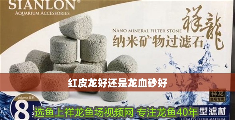 紅皮龍好還是龍血砂好