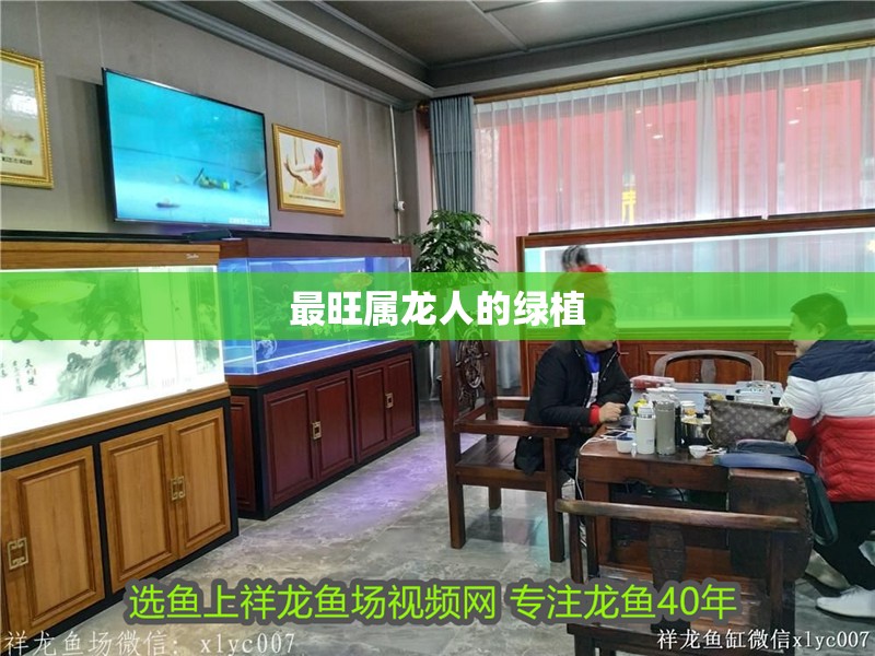 最旺屬龍人的綠植