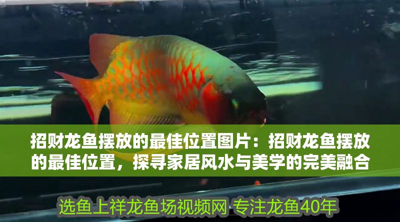招財龍魚擺放的最佳位置圖片：招財龍魚擺放的最佳位置，探尋家居風水與美學的完美融合