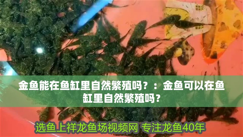 金魚能在魚缸里自然繁殖嗎？：金魚可以在魚缸里自然繁殖嗎？