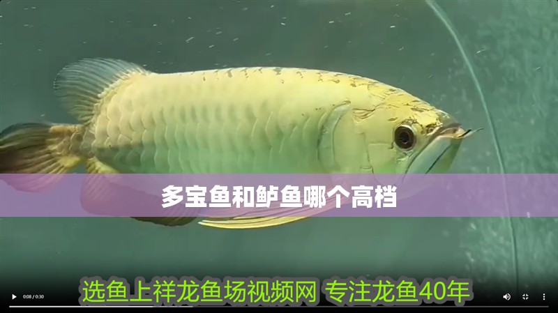 多寶魚和鱸魚哪個高檔 多寶魚和鱸魚哪個高檔 龍魚論壇