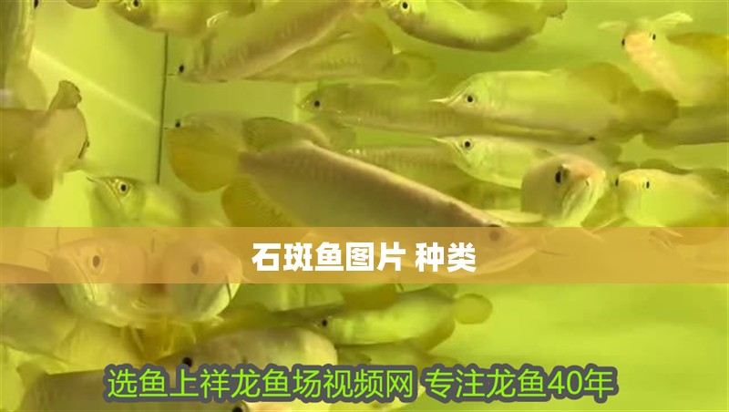 石斑魚圖片 種類 石斑魚圖片 種類 龍魚論壇