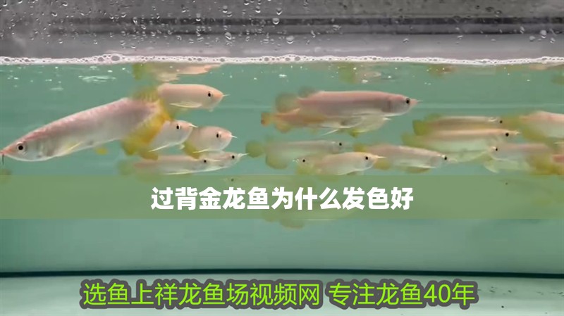 過(guò)背金龍魚(yú)為什么發(fā)色好