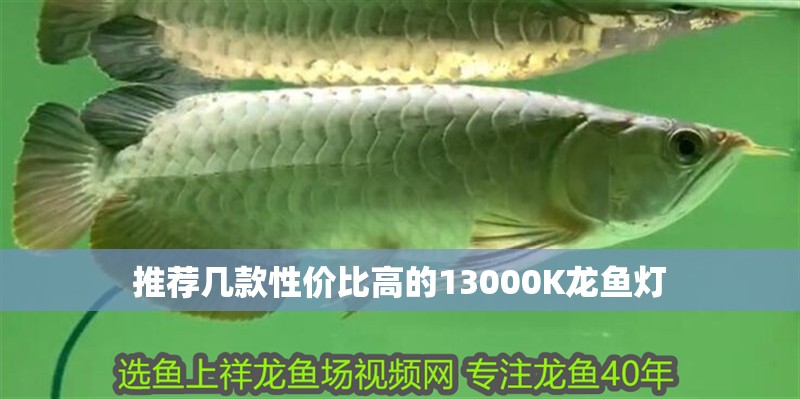推薦幾款性價比高的13000K龍魚燈