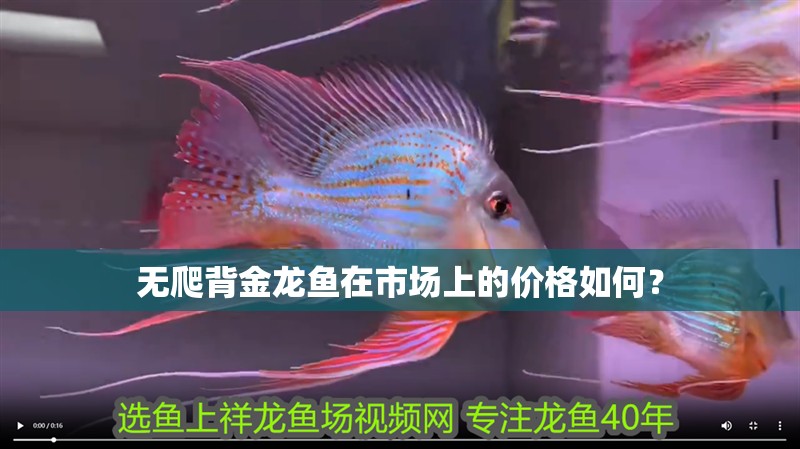 無(wú)爬背金龍魚(yú)在市場(chǎng)上的價(jià)格如何？