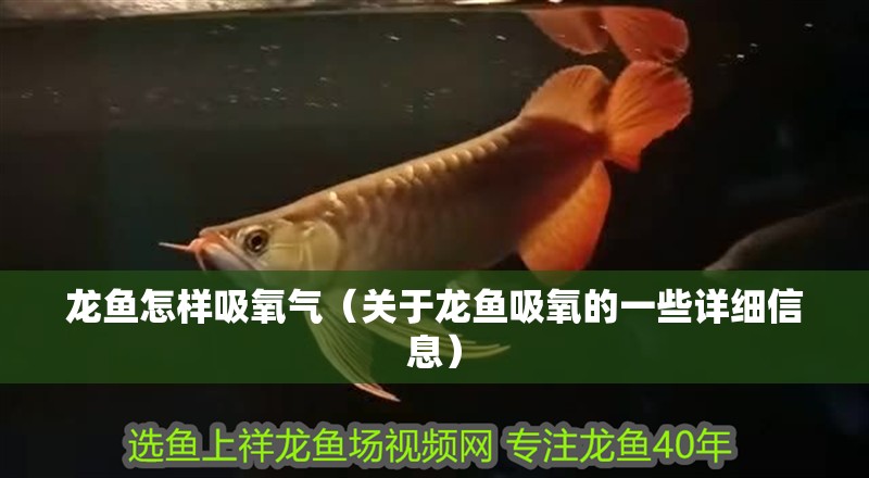 龍魚怎樣吸氧氣（關于龍魚吸氧的一些詳細信息）