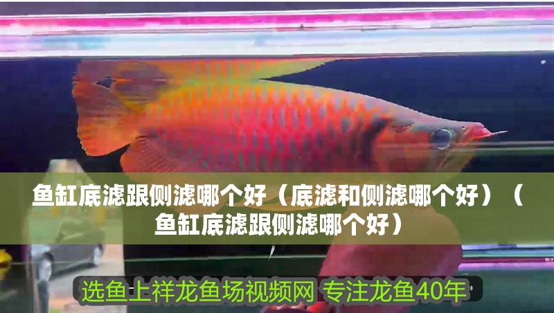 魚缸底濾跟側濾哪個好（底濾和側濾哪個好）（魚缸底濾跟側濾哪個好）