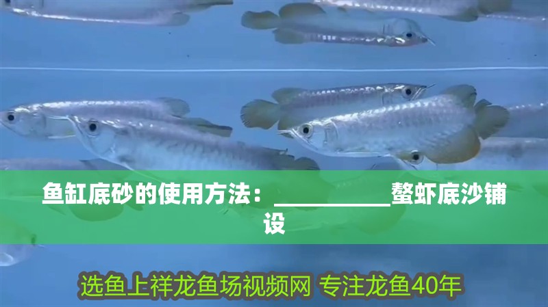 什么魚能和龍魚、虎魚混養(yǎng)(龍魚能和虎魚混養(yǎng)嗎) 魚缸底砂的使用方法:__________螯蝦底沙鋪設(shè) 魚缸百科 魚缸底砂的使用方法:__________螯蝦底沙鋪設(shè) 魚缸底砂的使用方法:__________螯蝦底沙鋪設(shè) 魚缸百科