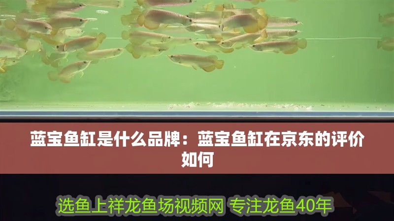 藍寶魚缸是什么品牌：藍寶魚缸在京東的評價如何 藍寶魚缸是什么品牌：藍寶魚缸在京東的評價如何 魚缸百科