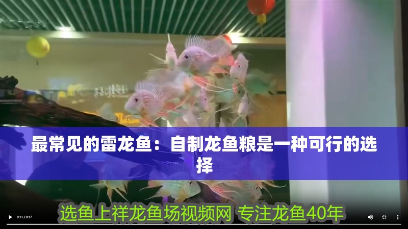 最常見的雷龍魚：自制龍魚糧是一種可行的選擇 最常見的雷龍魚：自制龍魚糧是一種可行的選擇 龍魚百科