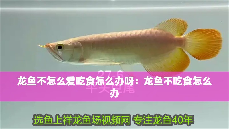 龍魚不怎么愛吃食怎么辦呀：龍魚不吃食怎么辦 龍魚不怎么愛吃食怎么辦呀：龍魚不吃食怎么辦 龍魚百科