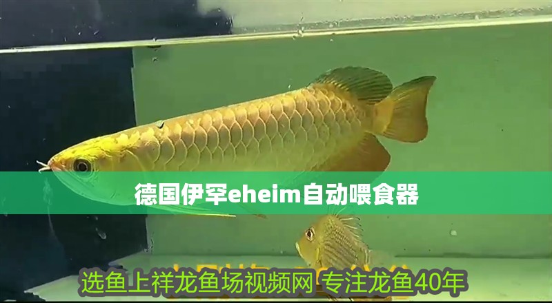 虎魚天天黑來點赤瞳黃金 德國伊罕eheim自動喂食器 龍魚論壇 德國伊罕eheim自動喂食器 德國伊罕eheim自動喂食器 龍魚論壇