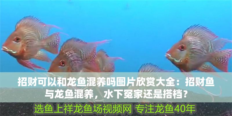 招財可以和龍魚混養嗎圖片欣賞大全：招財魚與龍魚混養，水下冤家還是搭檔？
