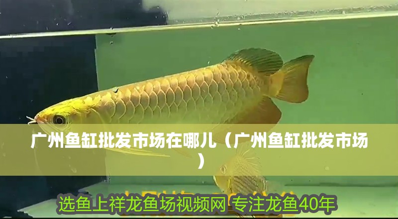廣州魚缸批發市場在哪兒（廣州魚缸批發市場）