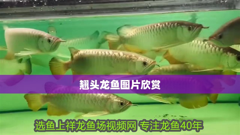 翹頭龍魚圖片欣賞