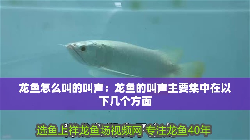 龍魚怎么叫的叫聲：龍魚的叫聲主要集中在以下幾個(gè)方面 龍魚怎么叫的叫聲：龍魚的叫聲主要集中在以下幾個(gè)方面 龍魚百科