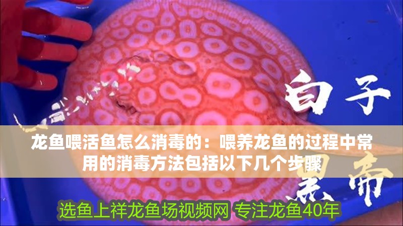 龍魚喂活魚怎么消毒的：喂養(yǎng)龍魚的過程中常用的消毒方法包括以下幾個(gè)步驟