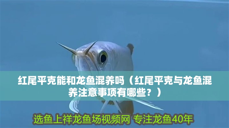 魚缸用增氧泵價格是多少:魚缸增氧機-xtrac增氧機-xtrac增氧機 紅尾平克能和龍魚混養(yǎng)嗎(紅尾平克與龍魚混養(yǎng)注意事項有哪些?) 龍魚百科 紅尾平克能和龍魚混養(yǎng)嗎(紅尾平克與龍魚混養(yǎng)注意事項有哪些?) 紅尾平克能和龍魚混養(yǎng)嗎(紅尾平克與龍魚混養(yǎng)注意事項有哪些?) 龍魚百科