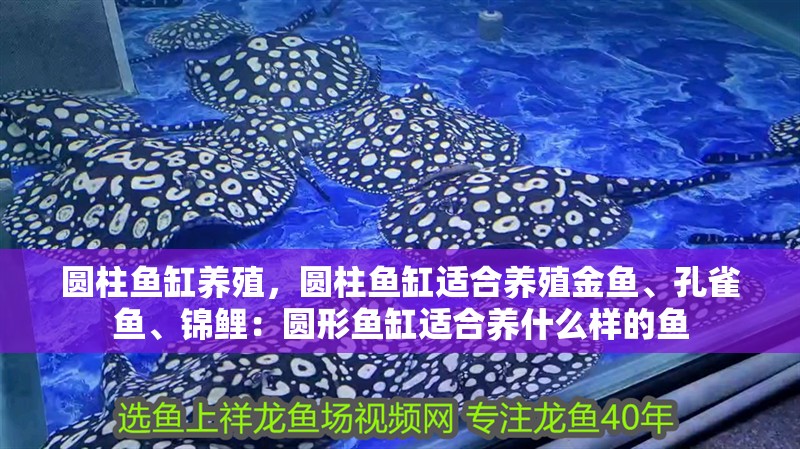 圓柱魚缸養殖，圓柱魚缸適合養殖金魚、孔雀魚、錦鯉：圓形魚缸適合養什么樣的魚