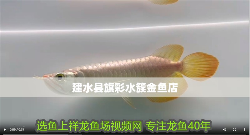 建水縣旗彩水簇金魚店