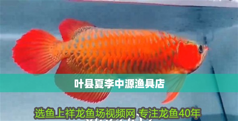 鸚鵡魚和銀龍魚混養(yǎng)怎樣喂食 葉縣夏李中源漁具店 全國水族館企業(yè)名錄 葉縣夏李中源漁具店 葉縣夏李中源漁具店 全國水族館企業(yè)名錄