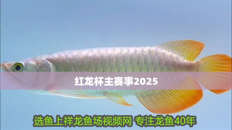 魚缸過濾器選購指南:自制魚缸過濾器魚缸上置過濾器對于養魚愛好者的必備知識 紅龍杯主賽事2025 龍魚論壇 紅龍杯主賽事2025 紅龍杯主賽事2025 龍魚論壇