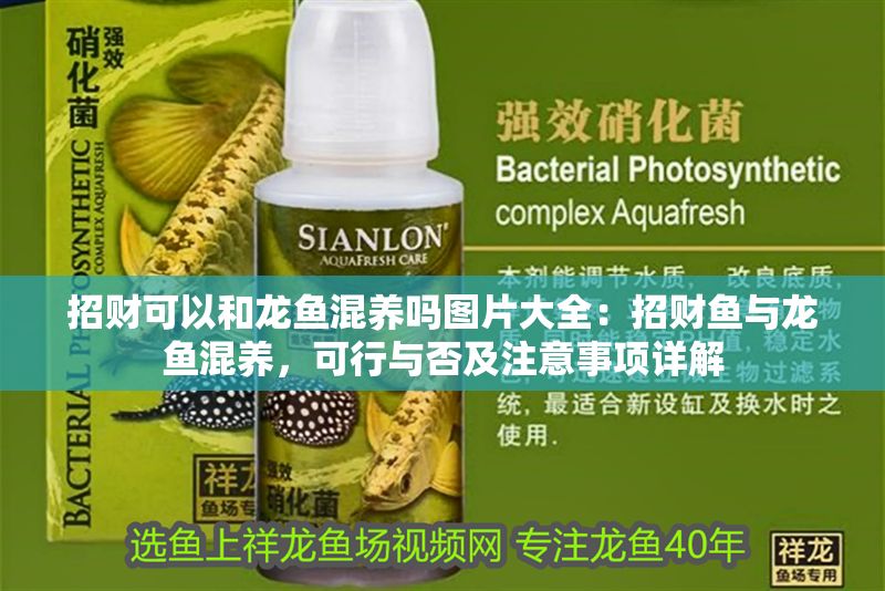 招財可以和龍魚混養(yǎng)嗎圖片大全：招財魚與龍魚混養(yǎng)，可行與否及注意事項詳解