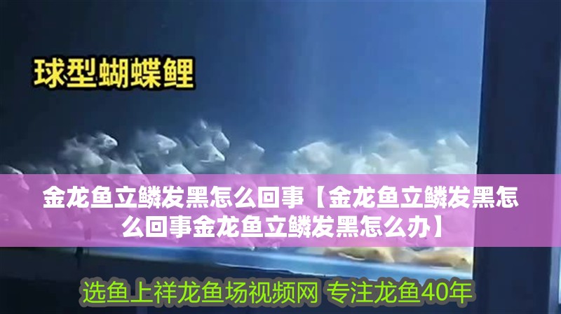 金龍魚立鱗發黑怎么回事【金龍魚立鱗發黑怎么回事金龍魚立鱗發黑怎么辦】