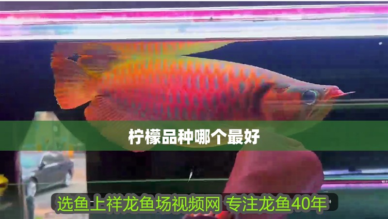 我的虎魚真菌感染了要怎么處理 檸檬品種哪個(gè)最好 龍魚論壇 檸檬品種哪個(gè)最好 檸檬品種哪個(gè)最好 龍魚論壇