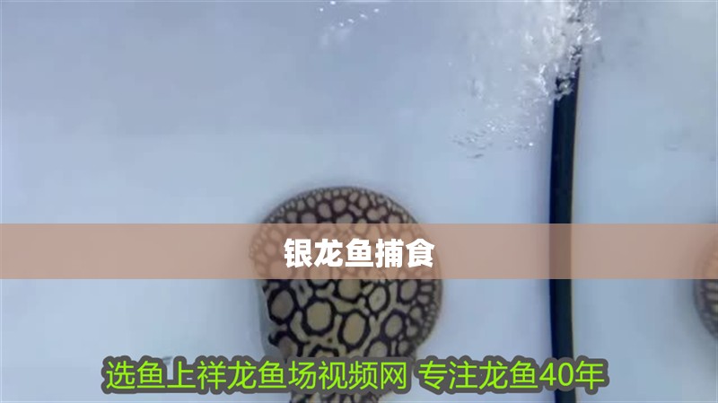 銀龍魚捕食