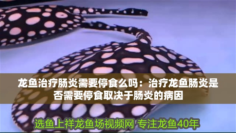 龍魚治療腸炎需要停食么嗎：治療龍魚腸炎是否需要停食取決于腸炎的病因