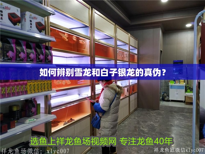 如何辨別雪龍和白子銀龍的真偽？ 如何辨別雪龍和白子銀龍的真偽？ 龍魚百科