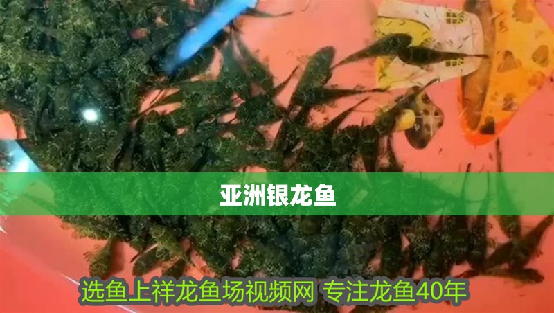 我的虎魚真菌感染了要怎么處理 亞洲銀龍魚 龍魚百科 亞洲銀龍魚 亞洲銀龍魚 龍魚百科