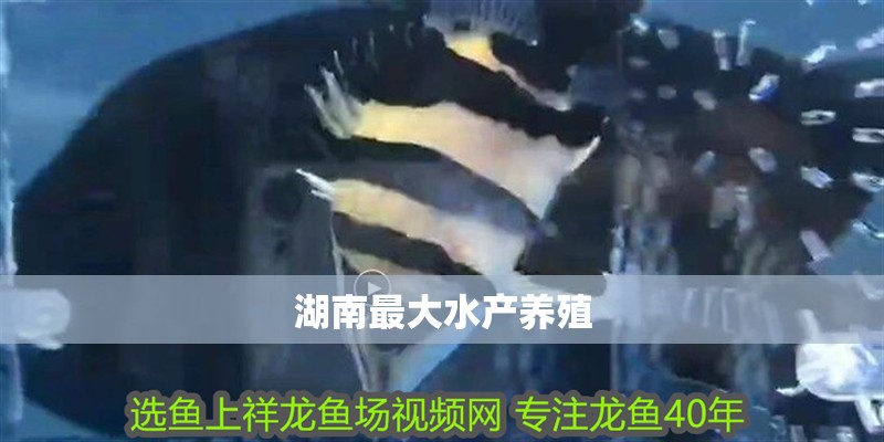 魚缸過濾器選購指南:自制魚缸過濾器魚缸上置過濾器對于養魚愛好者的必備知識 湖南最大水產養殖 龍魚論壇 湖南最大水產養殖 湖南最大水產養殖 龍魚論壇