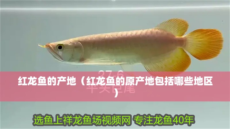 紅龍魚的產地（紅龍魚的原產地包括哪些地區）