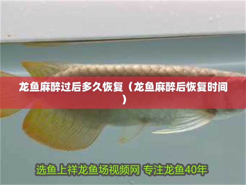 龍魚麻醉過后多久恢復（龍魚麻醉后恢復時間） 龍魚麻醉過后多久恢復（龍魚麻醉后恢復時間） 龍魚百科