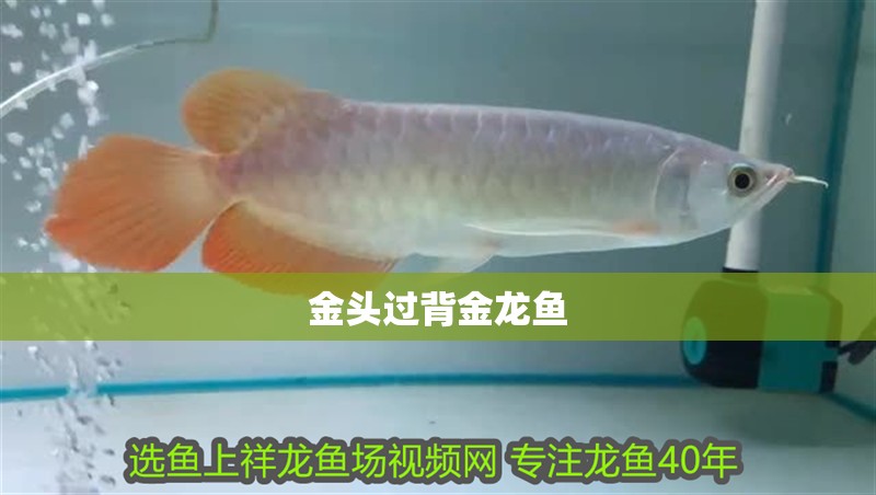 金頭過背金龍魚