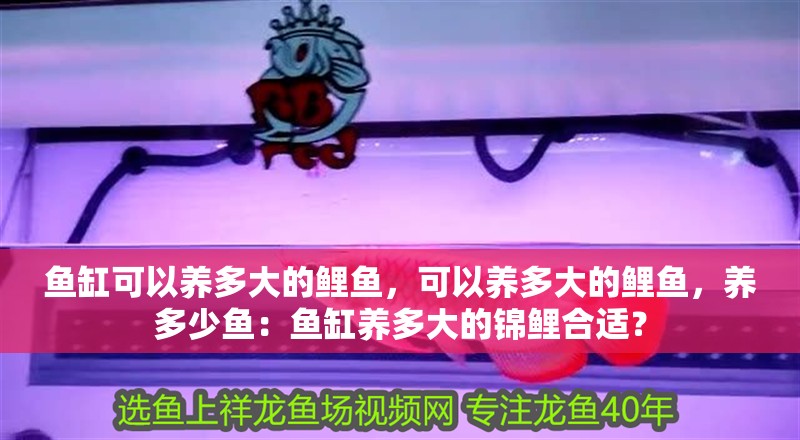 魚(yú)缸可以養(yǎng)多大的鯉魚(yú)，可以養(yǎng)多大的鯉魚(yú)，養(yǎng)多少魚(yú)：魚(yú)缸養(yǎng)多大的錦鯉合適？