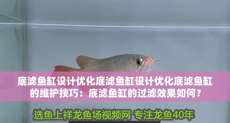 底濾魚缸設計優化底濾魚缸設計優化底濾魚缸的維護技巧：底濾魚缸的過濾效果如何？
