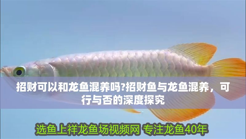 招財(cái)可以和龍魚混養(yǎng)嗎?招財(cái)魚與龍魚混養(yǎng)，可行與否的深度探究