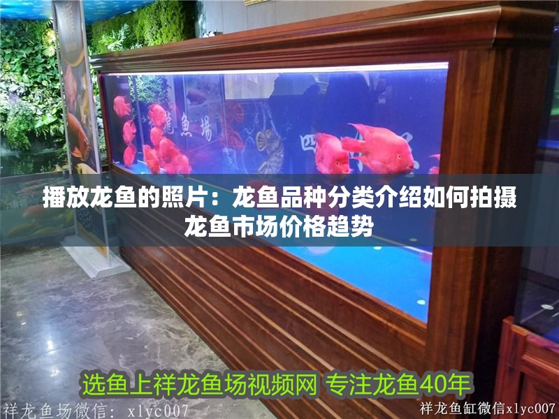 魚缸用增氧泵價格是多少:魚缸增氧機-xtrac增氧機-xtrac增氧機 播放龍魚的照片:龍魚品種分類介紹如何拍攝龍魚市場價格趨勢 龍魚百科 播放龍魚的照片:龍魚品種分類介紹如何拍攝龍魚市場價格趨勢 播放龍魚的照片:龍魚品種分類介紹如何拍攝龍魚市場價格趨勢 龍魚百科