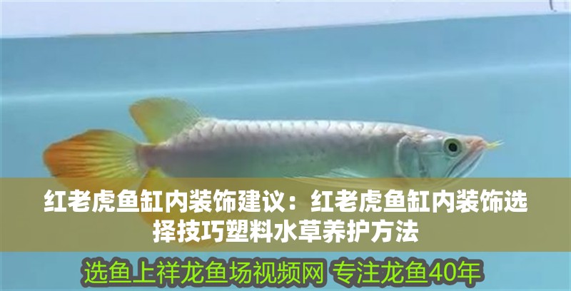 龍魚干蝦有營養嗎 紅老虎魚缸內裝飾建議:紅老虎魚缸內裝飾選擇技巧塑料水草養護方法 魚缸百科 紅老虎魚缸內裝飾建議:紅老虎魚缸內裝飾選擇技巧塑料水草養護方法 紅老虎魚缸內裝飾建議:紅老虎魚缸內裝飾選擇技巧塑料水草養護方法 魚缸百科