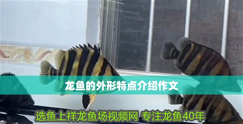 龍魚的外形特點(diǎn)介紹作文