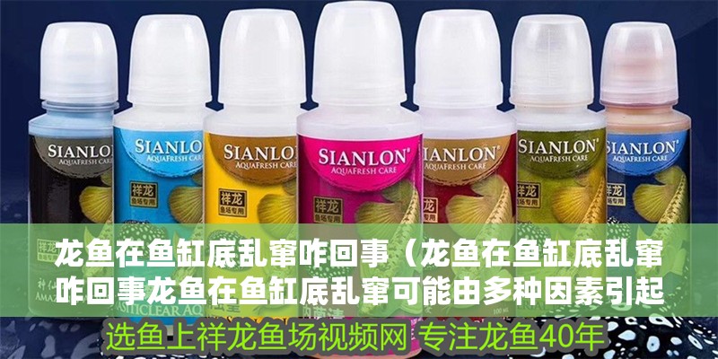 魚缸用增氧泵價格是多少:魚缸增氧機-xtrac增氧機-xtrac增氧機 龍魚在魚缸底亂竄咋回事(龍魚在魚缸底亂竄咋回事龍魚在魚缸底亂竄可能由多種因素引起) 龍魚百科 龍魚在魚缸底亂竄咋回事(龍魚在魚缸底亂竄咋回事龍魚在魚缸底亂竄可能由多種因素引起) 龍魚在魚缸底亂竄咋回事(龍魚在魚缸底亂竄咋回事龍魚在魚缸底亂竄可能由多種因素引起) 龍魚百科