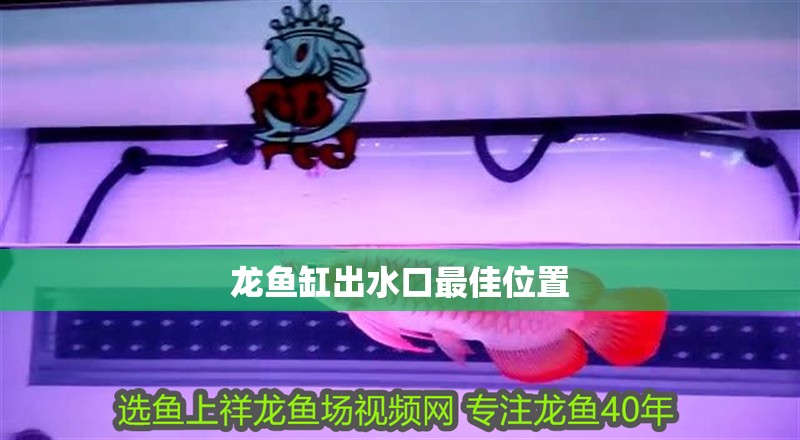 龍魚缸出水口最佳位置