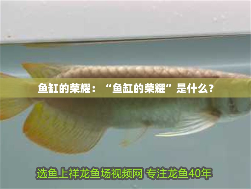 魚缸的榮耀：“魚缸的榮耀”是什么？