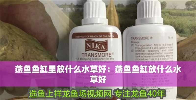 燕魚魚缸里放什么水草好：燕魚魚缸放什么水草好 燕魚魚缸里放什么水草好：燕魚魚缸放什么水草好 魚缸百科