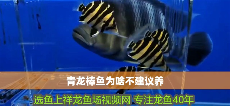 青龍棒魚為啥不建議養(yǎng)