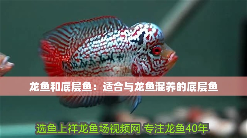 龍魚和底層魚：適合與龍魚混養(yǎng)的底層魚